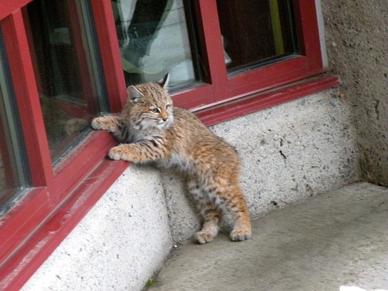 &lt;p&gt;Coeur d&#146;Alene Chamber of Commerce employees Joan Ford and Diane Higdem took several photos of a young bobcat discovered Tuesday in downtown Coeur d&#146;Alene. State wildlife officials captured the animal and brought it to a cooperative rehabilitation facility where it will be raised until it&#146;s strong enough to be released into the wild.&lt;/p&gt;