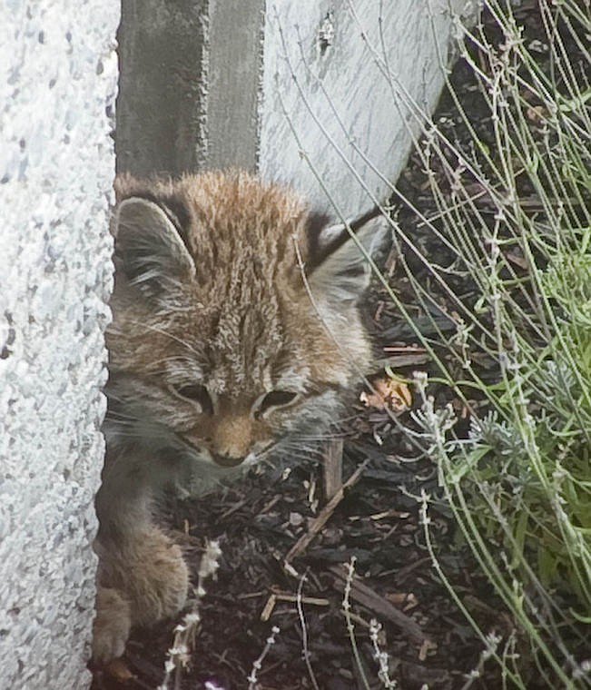 Downtown bobcat