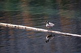 North Fork wildlife sampler