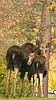 Early visitors from the woods