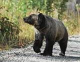 Coram man shoots griz in self defense