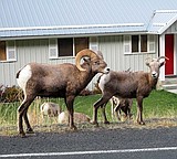 Bighorn sheep parade for viewers
