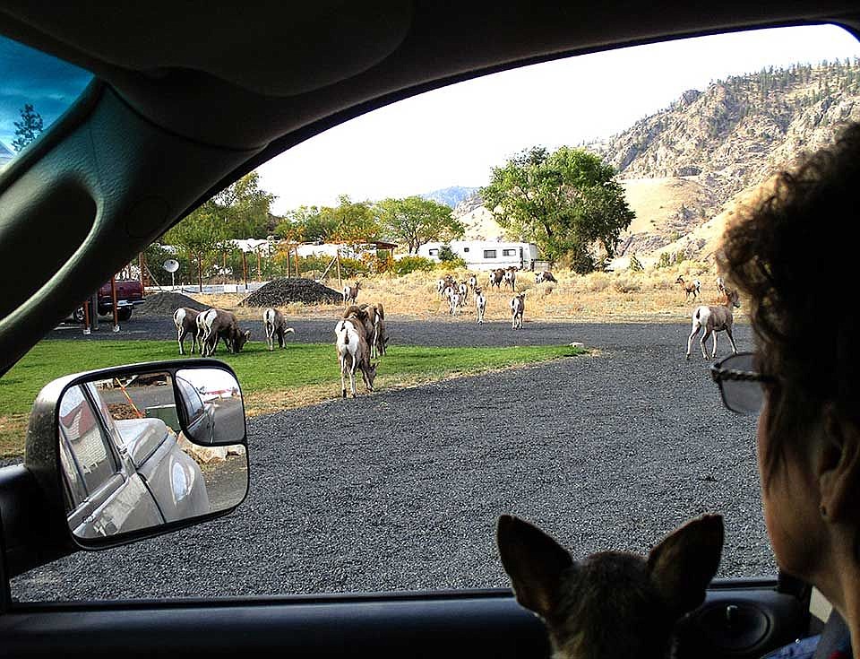 Garnet and Brenda watch the group of 30 bighorn sheep meander past our position in the community of Lincoln.