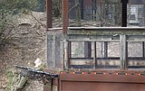 Zoo: Wild dogs killed boy who fell