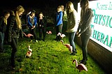 Flock attack