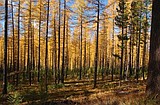 Stately Tamaracks thrive in the Flathead