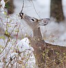 Deer harvest in Northwest ahead of last year