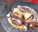 Talk on bats in Glacier Park
