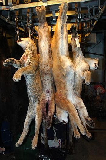 Fifteen dead mountain lions, collected during the past few months, hang in the freezer Thursday at the Montana Fish, Wildlife and Parks headquarters in Kalispell. Most of the lions were inexperienced hunters that were killing domestic animals &quot; rather than deer &quot; to avoid starvation. Jennifer DeMonte/Daily Inter Lake