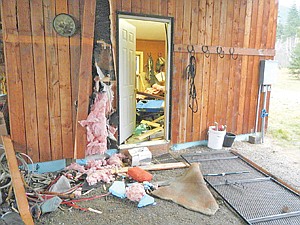 <p>Tack shed broken into by a 7-year old, 525-pound male grizzly captured on November 2, 2013.</p>
