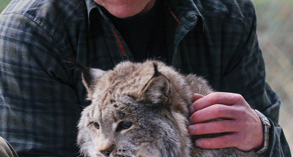 Man's beloved pet lynx dies at age 22 | Daily Inter Lake