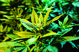 Recreational marijuana approved