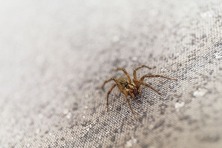 &lt;p&gt;A giant house spider rests on a barbecue cover in the backyard of a Coeur d&#146;Alene home early Tuesday morning.&lt;/p&gt;