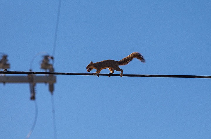 &lt;p&gt;With its clutch secured in its teeth, a squirrel scurries along a utility line Tuesday near the intersection of 15th Street and Sherman Avenue in Coeur d&#146;Alene.&lt;/p&gt;