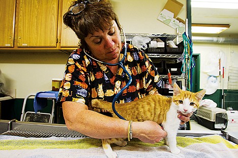 &lt;p&gt;Shelter veterinarian Dr. Colette Bergam checks the vitals on a kitten Wednesday before administering a vaccination at Kootenai Humane Society in Hayden.&lt;/p&gt;