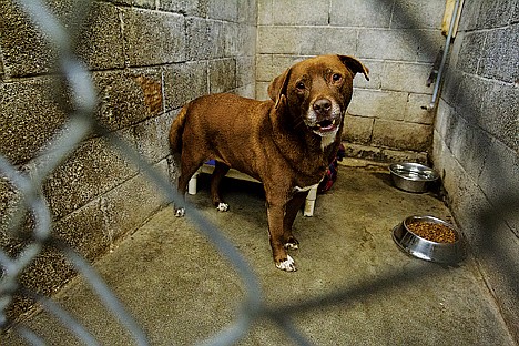 &lt;p&gt;Charlie, a 7-year-old chocolate lab mix, has been housed at Kootenai Humane Society for about two weeks.&lt;/p&gt;