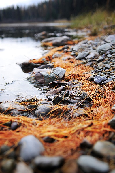 &lt;p&gt;A line of yellow needles rings Upper Stillwater Lake on
Wednesday morning north of Olney.&lt;/p&gt;