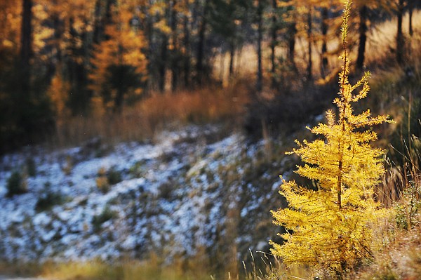 &lt;p&gt;The yellow of the Larch pines glows brightly in the sun, in the
background is a shady spot with some of the first snow of the year
to hit the hills west of Foy's Lake on Thursday, Nov. 3.&lt;/p&gt;