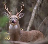 Whitetail harvest remains steady