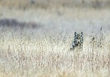 Wolf hunt near Glacier draws debate