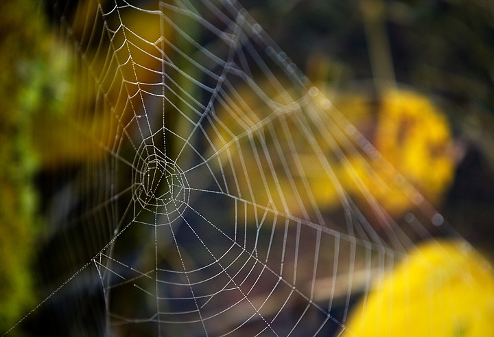 &lt;p&gt;SHAWN GUST/Press Dew gathers on the intricate work of a spider's web Thursday near Lake Coeur d'Alene. Spiders are born knowing how to build webs instinctively. The web is created from silken threads that are produced from several spinneret glands located in the arachnid's abdomen.&lt;/p&gt;