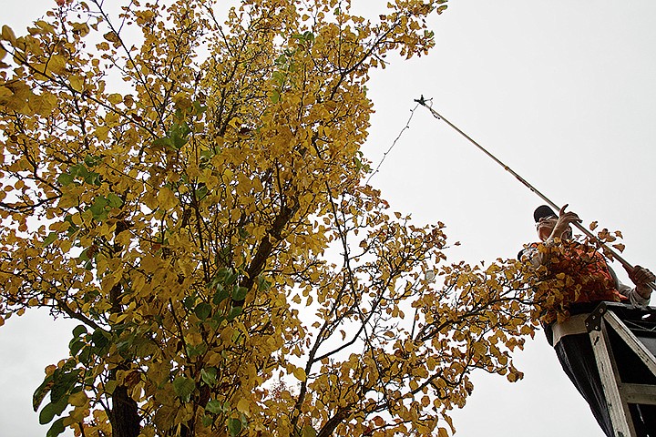 &lt;p&gt;JEROME A. POLLOS/Press Mark McAllister works from a ladder Monday as he hangs a strand of lights on a tree along Lakeside Avenue in downtown Coeur d'Alene.&lt;/p&gt;