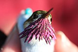 Insights on hummingbird travel, life span revealed