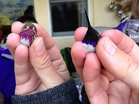 &lt;p&gt;This undated photo provided by the Intermountain Bird Observatory, Boise State University, shows a male Calliope Hummingbird, left, and a male Black-chinned Hummingbird.&lt;/p&gt;