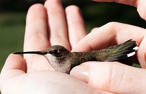 &lt;p&gt;This undated photo provided by the Intermountain Bird Observatory, Boise State University, shows a female Black-Chinned Hummingbird.&lt;/p&gt;