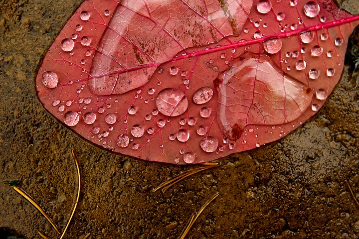 &lt;p&gt;JEROME A. POLLOS/Press Water beads up on a leaf after a light rain Friday as an incoming storm blew into the area.&lt;/p&gt;
