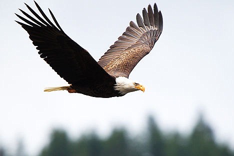 &lt;p&gt;A mature bald eagle soars over the waters of Lake Coeur d'Alene near Higgens Point on November 21, 2012.&lt;/p&gt;