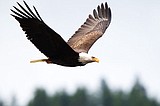 Eyes on the skies, veterans