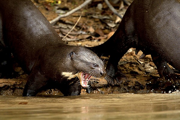 South American giant river otter, Brazil