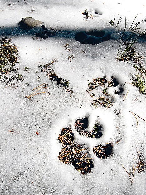 <p>Pack movements of Montana wolves are tracked by plane using radio collars.</p>