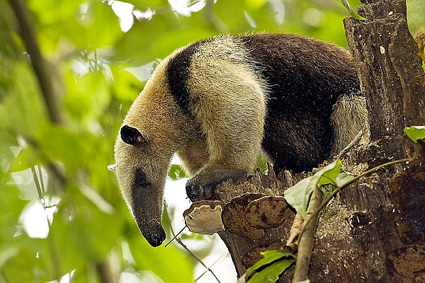 Northern Tamandua anteater