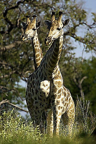 Southern giraffe