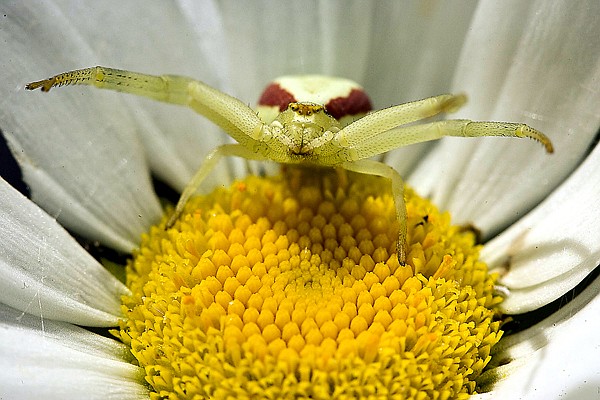 Red-spotted crab spider, Montana