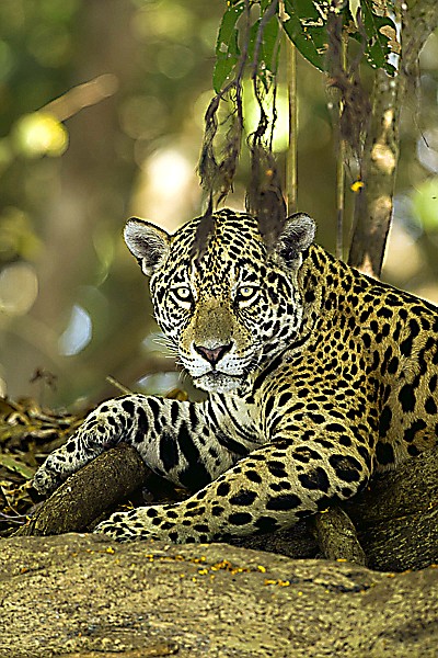 Jaguar, Brazil