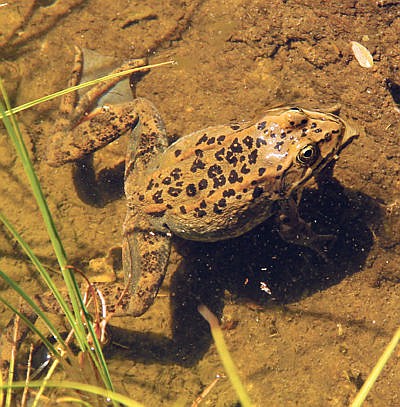 &lt;p&gt;Frogs, such as this Columbia spotted frog, have smoother skin than toads and also longer hind legs that help them leap farther than toads.&lt;/p&gt;