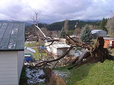 &#151;Photo by ROBERT JAMES&lt;br&gt;A large dead tree tips perilously over an embankment in Bonners Ferry Monday. The tree fell and hit the garage on the left, owned by Don James, damaging the roof. Rain may have contributed to the tree falling as Bonners Ferry has received more rain in the last 10 days than the average for the entire month.