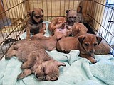 No puppy shortage at shelter