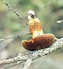 Animals prepare for winter by caching nature's bounty