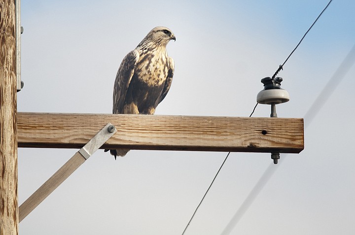 &lt;p&gt;A Red-tailed Hawk sits perched on a power pole Wednesday
afternoon.&lt;/p&gt;