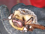 Three new bat species in Park
