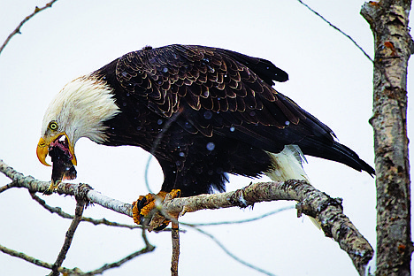 &lt;p&gt;A bald eagle feeds on a kokanee salmon while perched on a tree branch near Higgins Point along the eastern section of Lake Coeur d'Alene, in this file photo taken in December 2012.&#160;&lt;/p&gt;