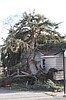 60 mph gusts blow tree onto Moses Lake house