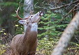 Deer and elk harvest similar to last year