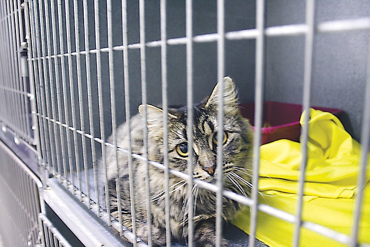 Moses Lake City Council may consider new rules regarding cats in
light of a perceived overabundance of the animals within the city.
The Moses Lake Animal Shelter typically houses up to 45 cats on any
given week, according to shelter manager Carmen Derting.