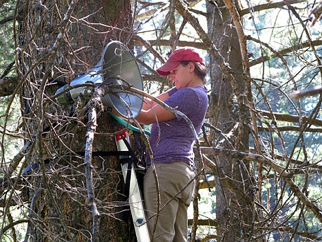 &lt;p&gt;A research team member helps lash speakers to Douglas fir trees near Boise in this 2012 photo.&lt;/p&gt;