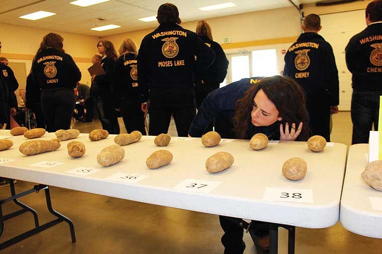 An FFA competitor takes a close look during the state potato judging contest Friday in Moses Lake.